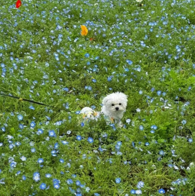 小猫背景图