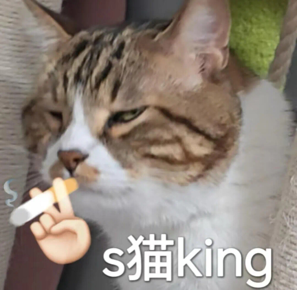 沙雕猫咪表情包