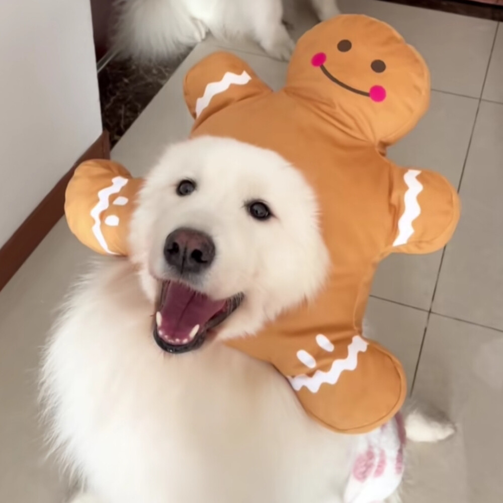 狗狗