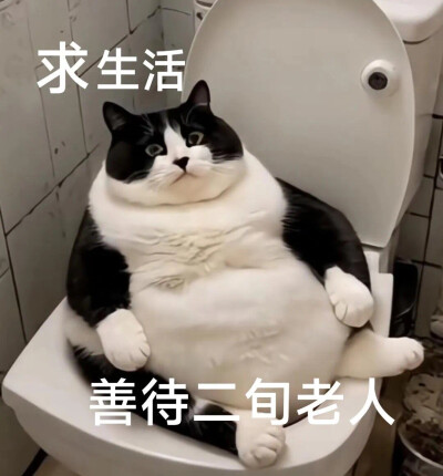 沙雕猫咪表情包