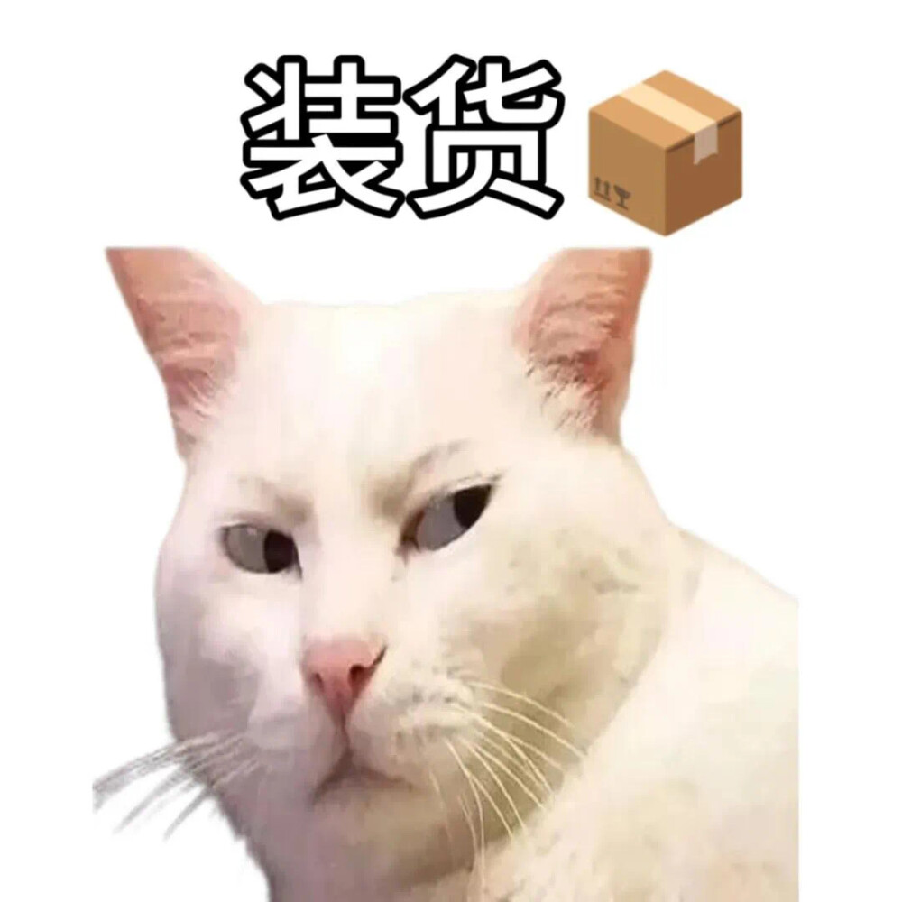 沙雕猫咪表情包