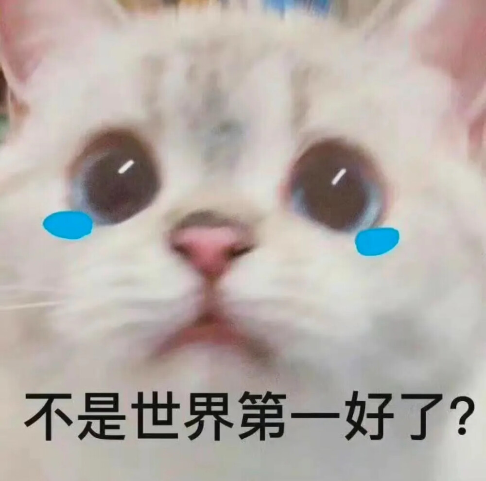 猫咪表情包