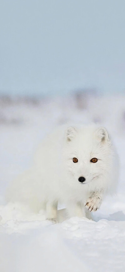 雪狐