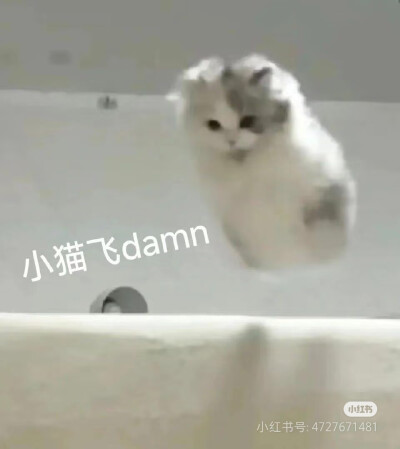 猫猫表情包