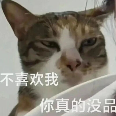 猫猫表情包