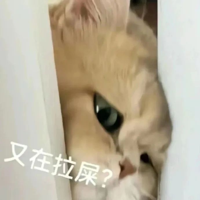 猫猫表情包