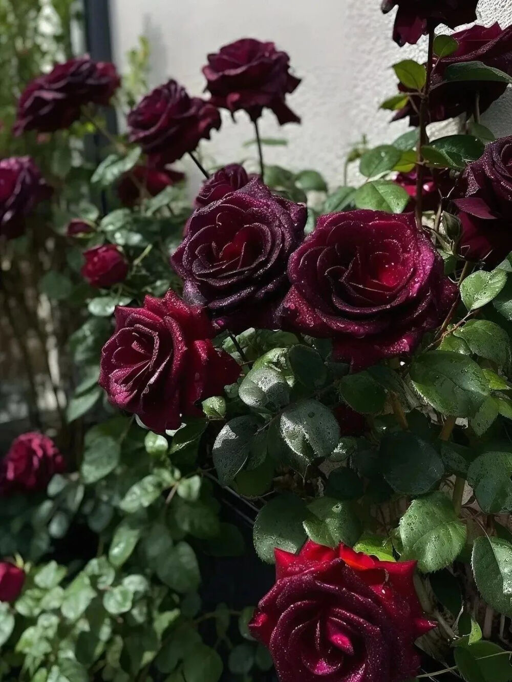 我停留在迷茫的花季，迷失在苍茫的雨季