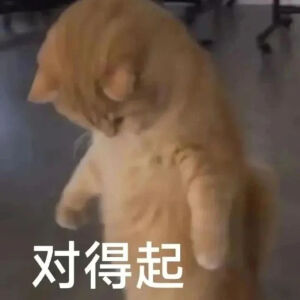 猫猫表情包