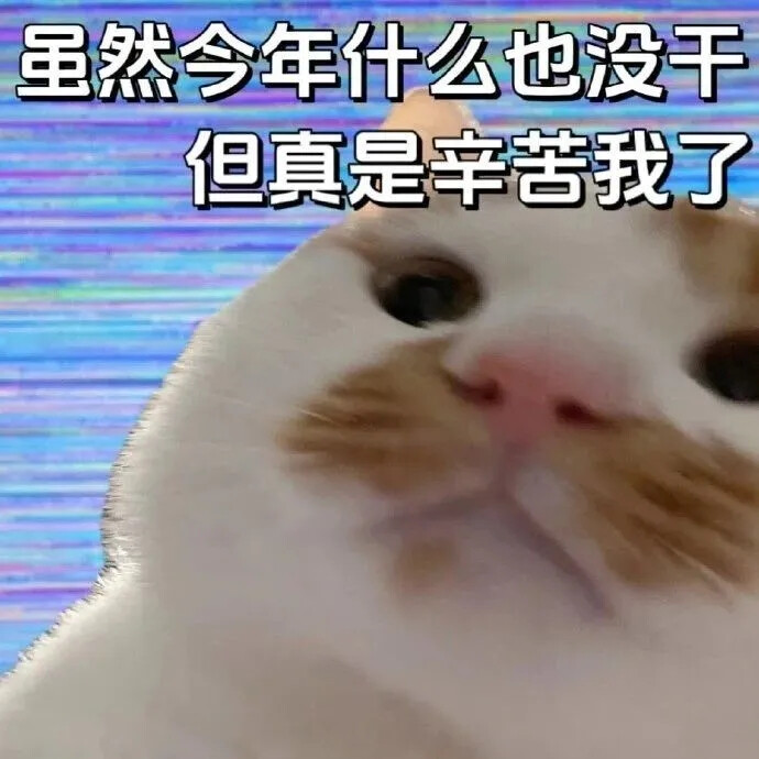 猫猫表情包