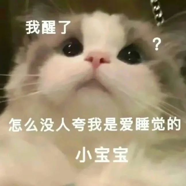 猫猫表情包