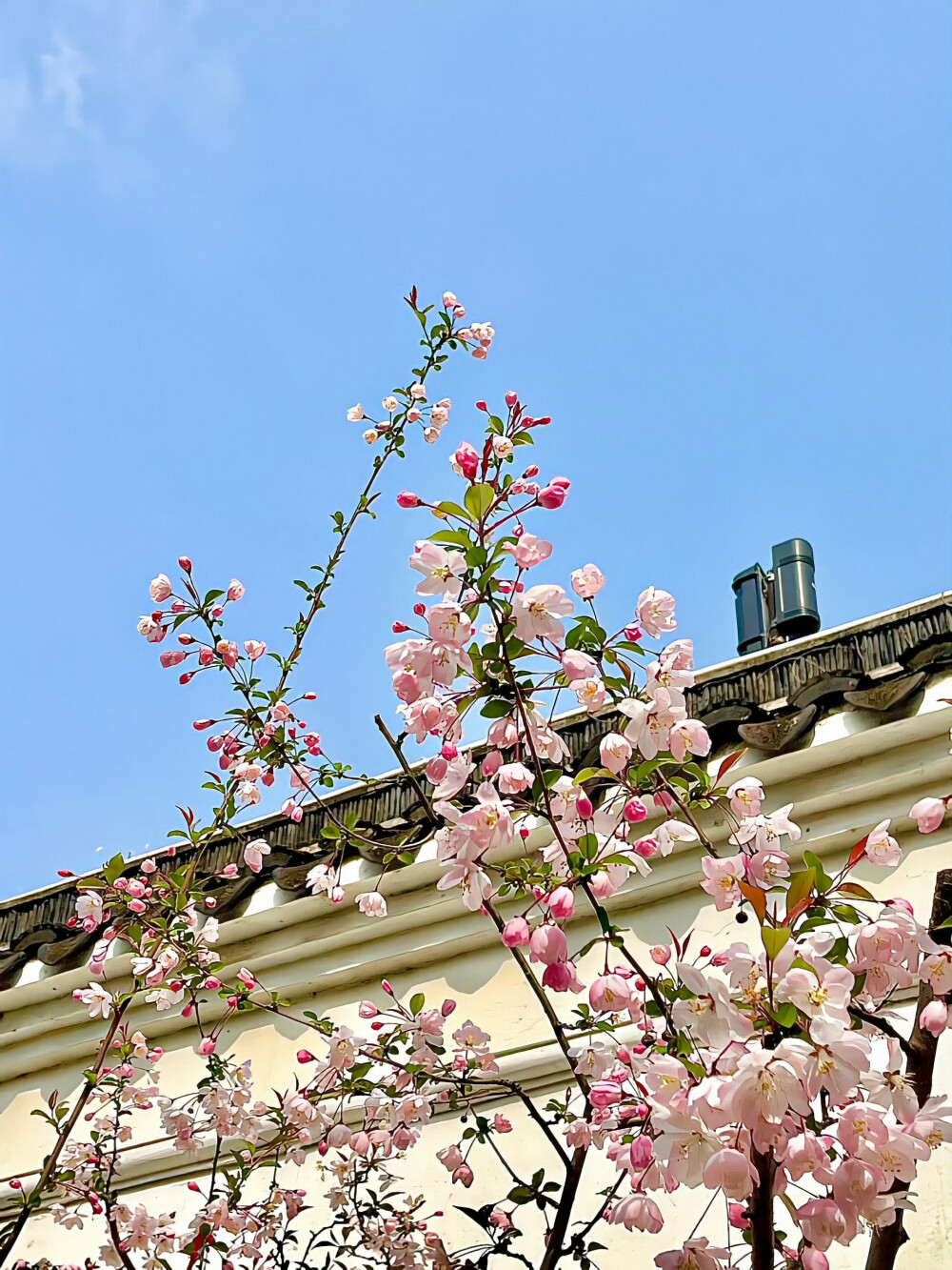 春和景明背景图 花朵背景图 春日背景图