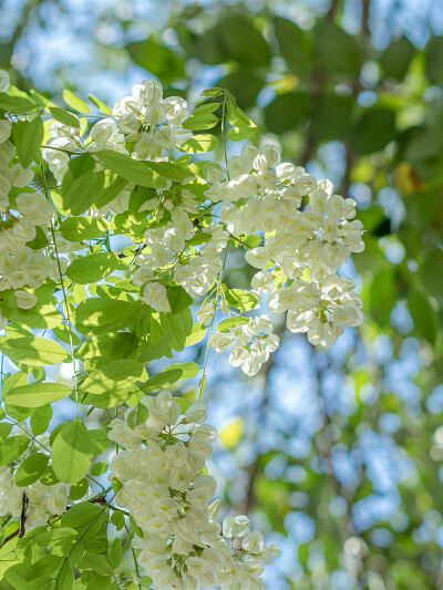 春和景明背景图 花朵背景图 春日背景图