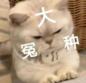 猫猫表情包