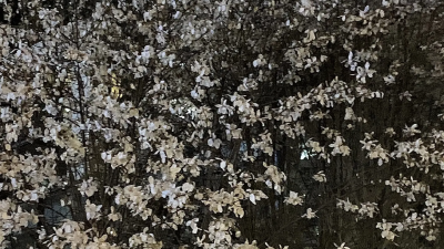 纯
