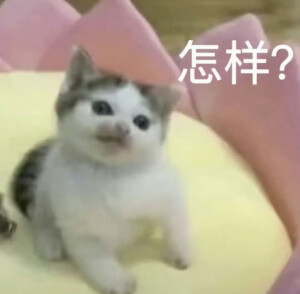 表情包 小猫