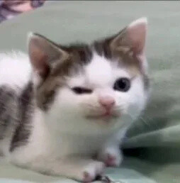 表情包 小猫