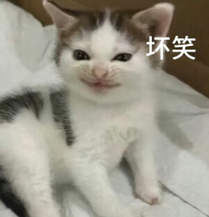 表情包 小猫