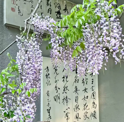 紫色系背景图
