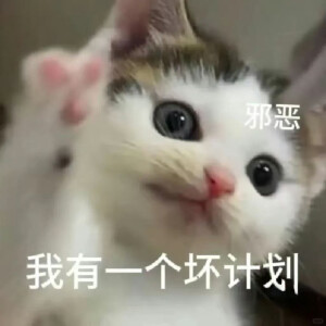 表情包 小猫