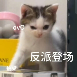 表情包 小猫