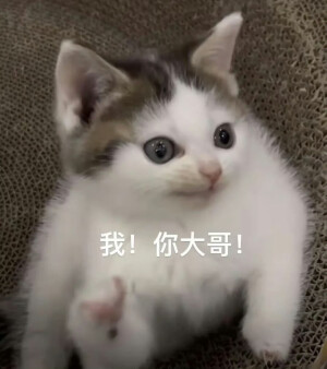 表情包 小猫