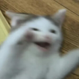 表情包 小猫