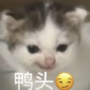 表情包 小猫