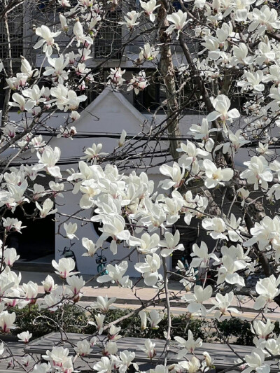 纯