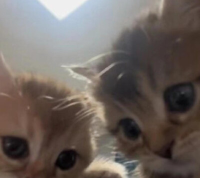 小猫味