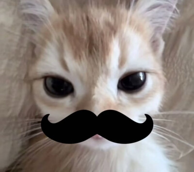小猫味
