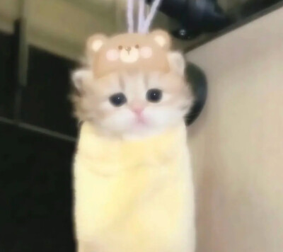 小猫味
