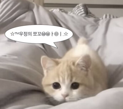 小猫味