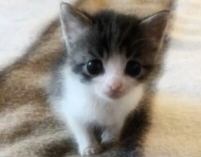 小猫味