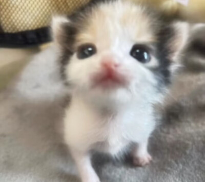 小猫味