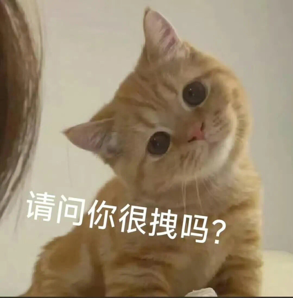 猫咪表情包