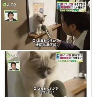 猫猫你累了吗