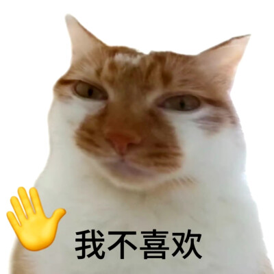 猫猫表情包