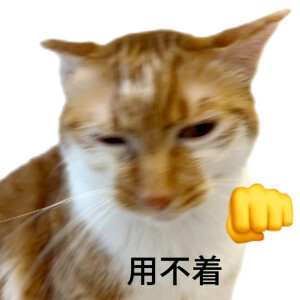 猫猫表情包