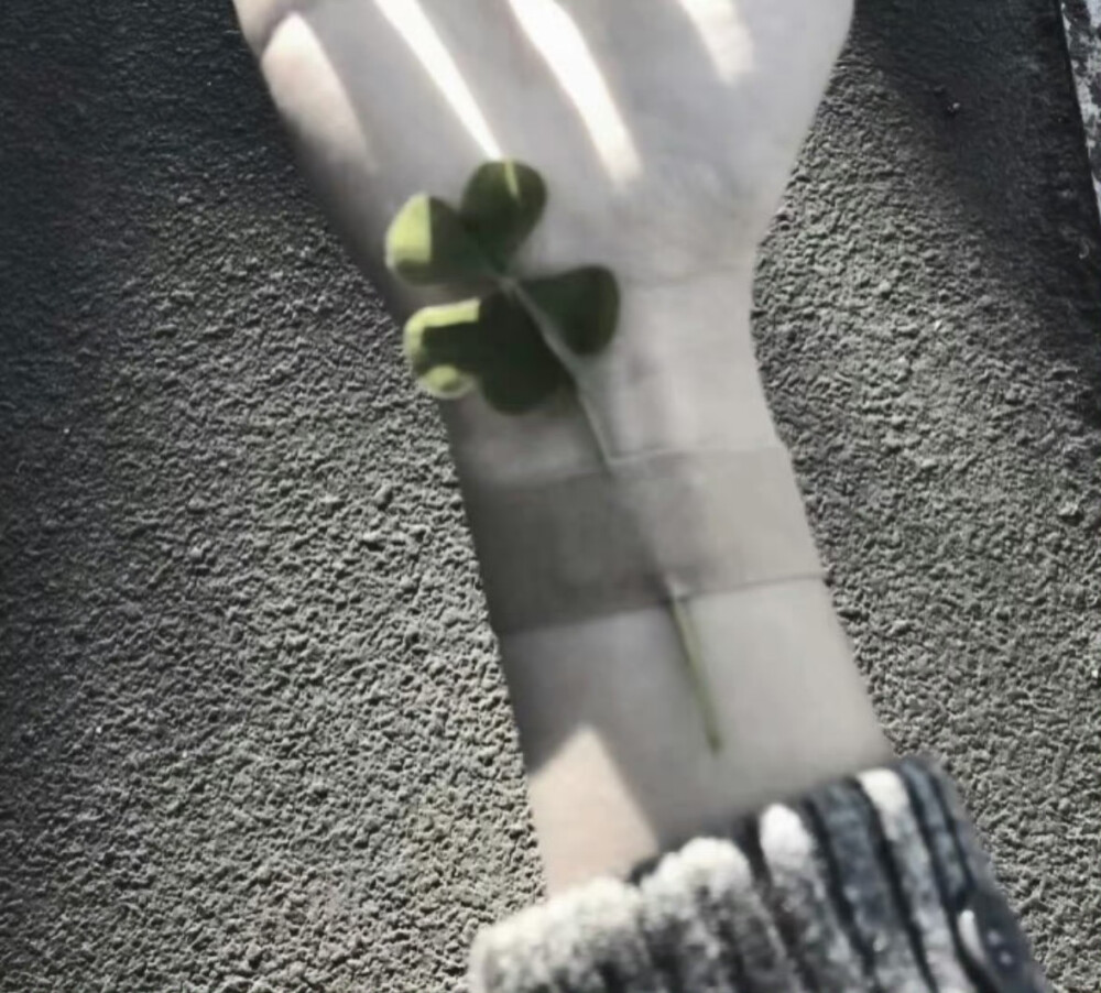 =⩌⩊⩌=