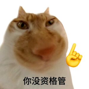 猫猫表情包