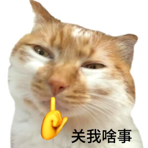 猫猫表情包