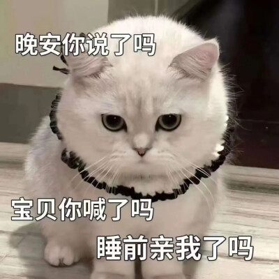 猫猫表情包