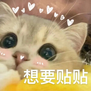 猫猫表情包