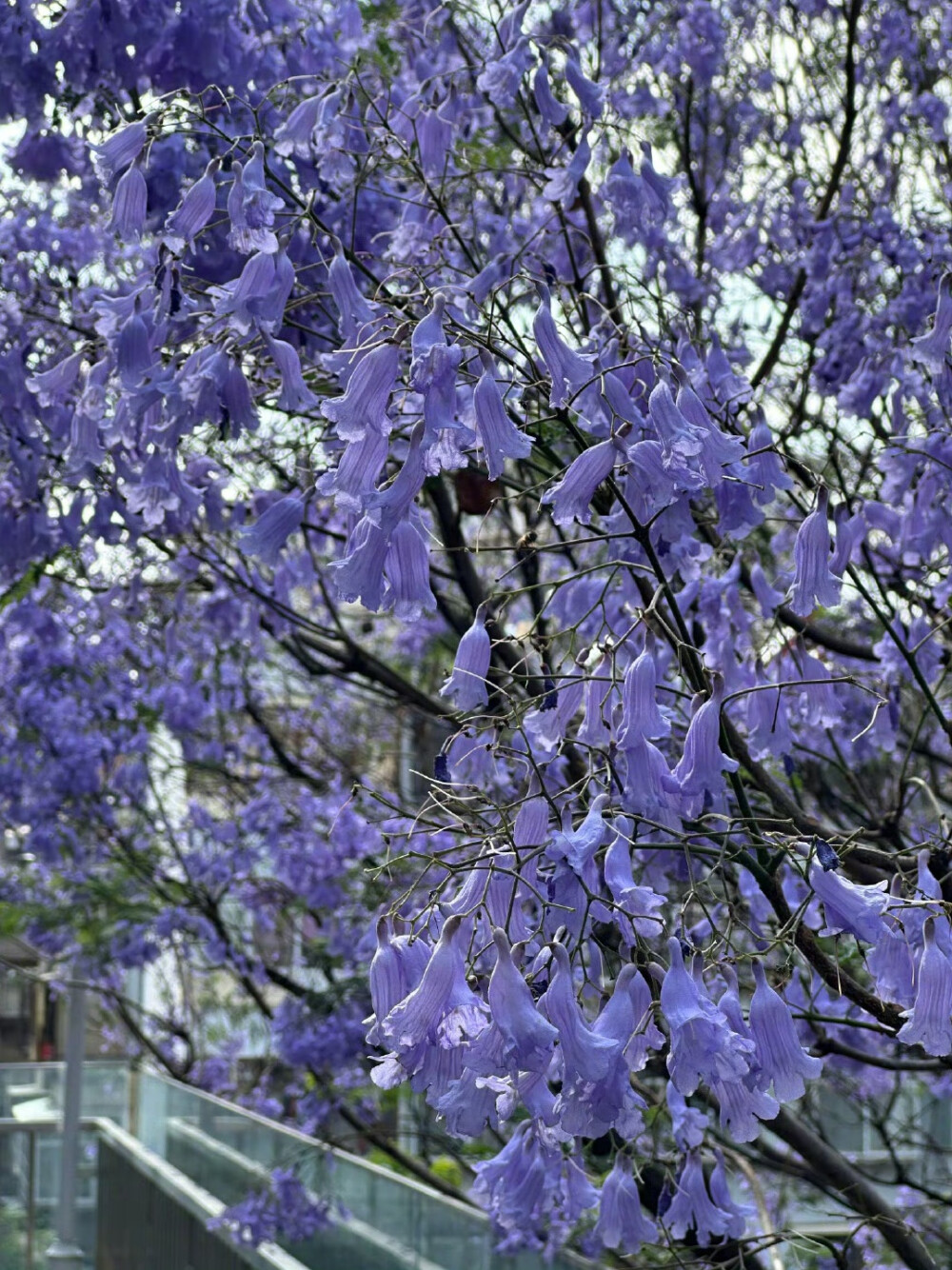 蓝楹花 