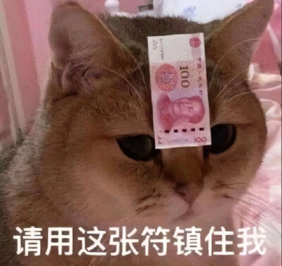 猫猫表情包