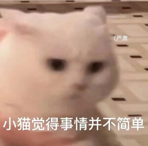 猫猫表情包