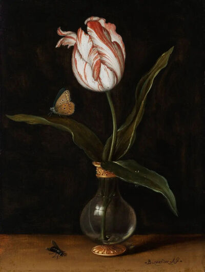 Balthasar van der Ast：一朵郁金香花瓶，1625 年，荷兰海牙艺术博物馆