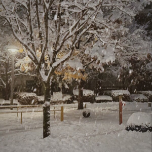 札幌的雪要和爱的人一起看