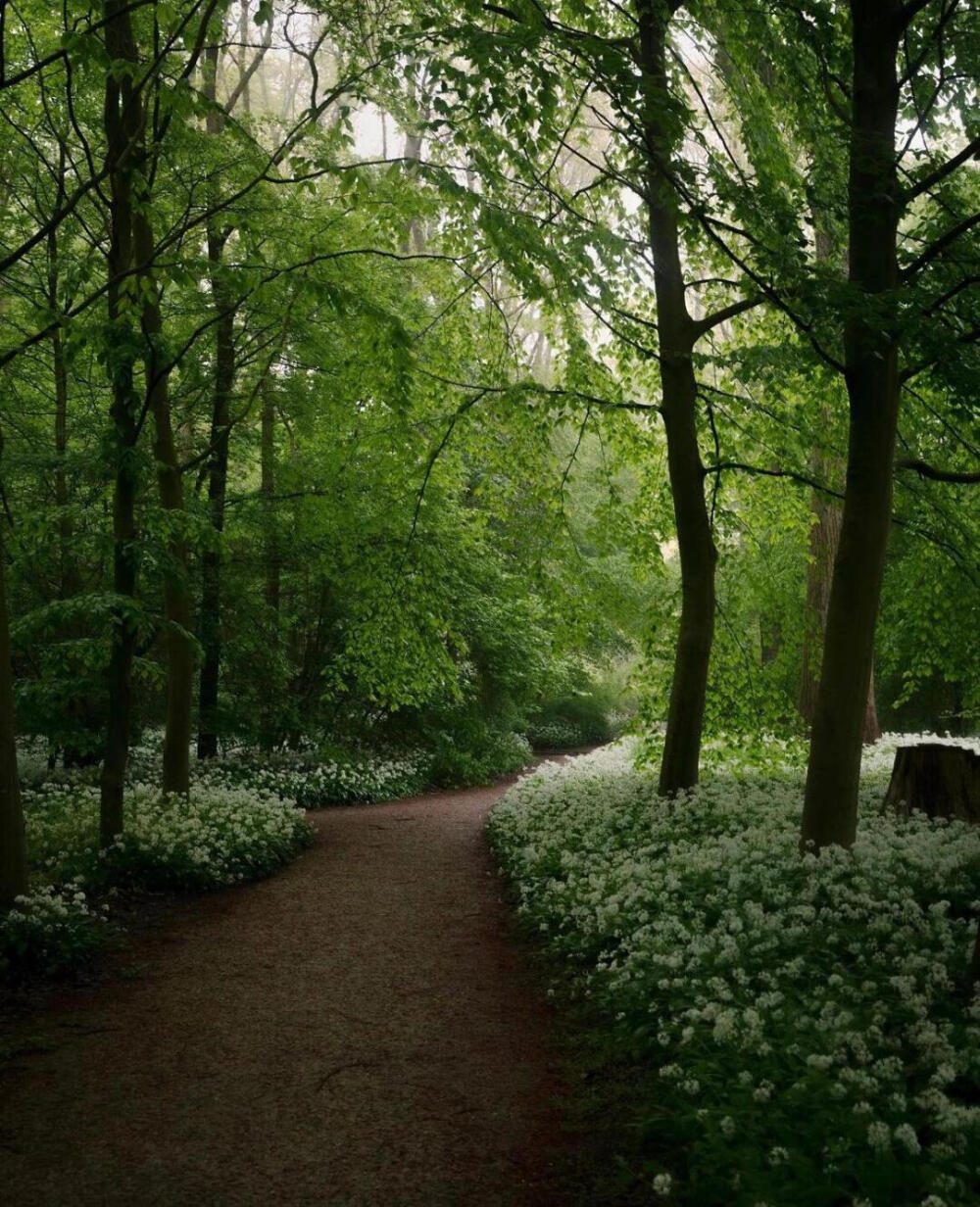 审美积累|早晨的仲夜梦
拍摄者：gosse_bouma