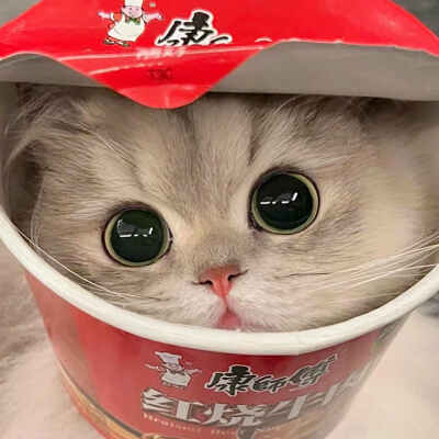 猫猫